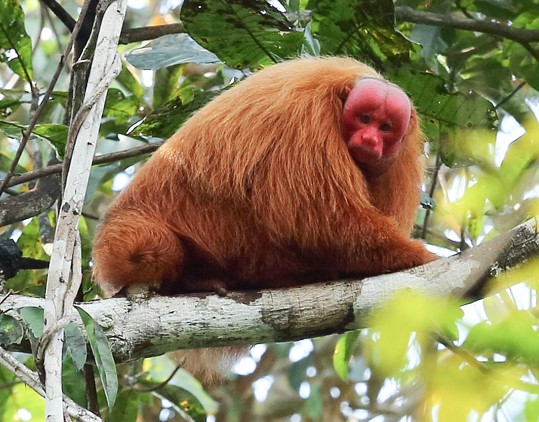 Photo from 12-Day Peruvian Amazon Wildlife and Research Expedition safari tour